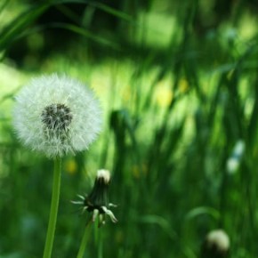 Пролетно п(р)очистване