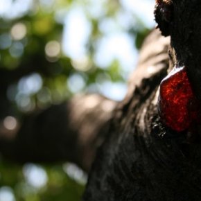 първопролетно